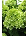 Гортензія волотиста Мохіто | Hydrangea paniculata Mojito | Гортензия метельчатая Мохито